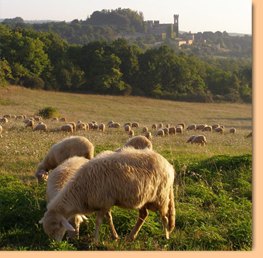 Delicious expeditions, Italy